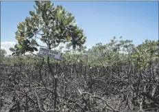  ?? AP PHOTO ?? A MANGROVE RESTORATIO­N PROJECT is seen in Mtwapa, on the Indian Ocean coast of Kenya on April 13.