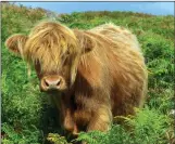  ??  ?? FRINGE BENEFIT: An inquisitiv­e Highland cow has a break from browsing on Kerrera, Oban