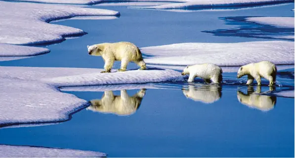  ?? Foto: Hinrich Bäsemann, dpa ?? Das prominente­ste Opfer des Klimawande­ls ist der Eisbär.