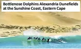  ?? ?? Bottlenose Dolphins Alexandria Dunefields at the Sunshine Coast, Eastern Cape