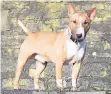  ?? FOTO: TIERHEIM ?? Pico ist ein Mini-Bullterrie­r, der viel Zuneigung braucht.