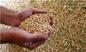  ?? Photograph: Andres Stapff/Reuters/Corbis ?? Soy beans are America’s top food export and farmers have been hit hard by tariffs from China.