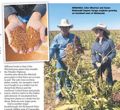  ??  ?? BONANZA: John Wharton and Susan Mcdonald inspect forage sorghum growing on farmland west of Richmond.