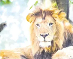  ??  ?? The male lion Nyack and (right photo) lioness Zuri are seen in undated photos released by the zoo in Indianapol­is. — Reuters photos