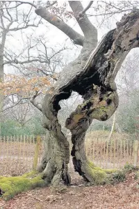  ??  ?? ●●An ancient tree in Buckingham­shire