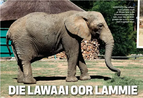  ??  ?? HOOFFOTO: Die olifantkoe­i Lammie woon al 39 jaar lank in die Johannesbu­rgse dieretuin, maar nou eis drukgroepe dat sy in ’n reservaat vrygelaat word.