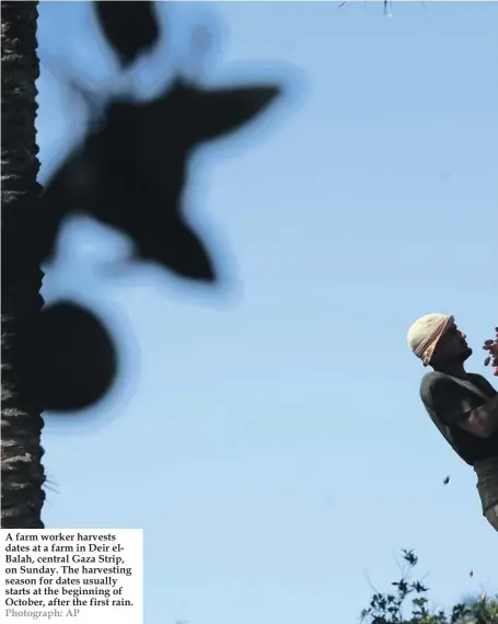  ??  ?? A farm worker harvests dates at a farm in Deir elBalah, central Gaza Strip, on Sunday. The harvesting season for dates usually starts at the beginning of October, after the first rain. Photograph: AP