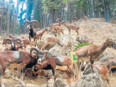  ?? ?? Animales que conforman la fauna de la Eco Reserva de Ojén.