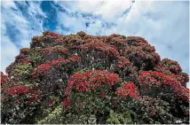  ?? ANDY MACDONALD/STUFF ?? The pohutukawa, also known as New Zealand’s Christmas tree are in full bloom around Taranaki as the region edges closer to taking out sunniest region in New Zealand for the second year.