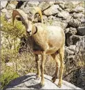  ?? PHILLIP ROULLARD ?? A bighorn ram stands in the the desert’s Hellhole Canyon in 2016.