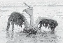  ?? Charlie Riedel / Associated Press file ?? A pelican covered in oil struggles on a beach along the Louisiana coast after the Deepwater Horizon spill in 2010. Scientists are still investigat­ing the extent of the spill’s damage.