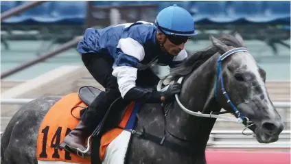  ??  ?? KEY RUNNER. The Judge is expected to be a key runner in Race 8 at Happy Valley tomorrow night.
