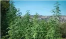  ??  ?? Hemp plants grown at a farm in Mérindol, southern France. Photograph: Gérard Julien/AFP/Getty Images