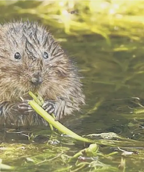  ??  ?? 0 Glasgow has a surprising­ly large population of water voles