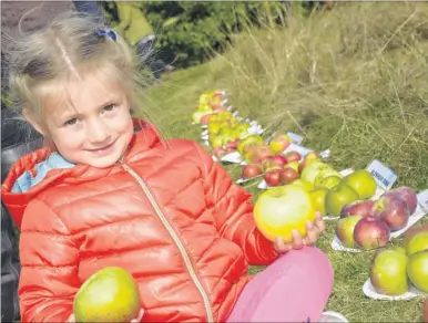  ?? Pictures: Ruth Cuerden FM4544456 ?? Alexandra Knight, five, shows all the different varieties of apple at the Diamond Jubilee Orchard in Weavering