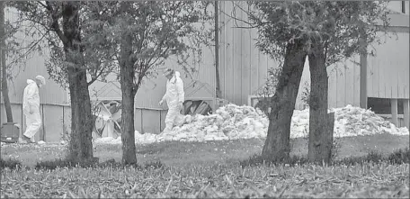  ?? John Gaps III ?? WORKERS LOAD dead poultry to be buried last week at Rose Acre Farms nearWinter­set. Some counties in the top egg-producing state are almost entirely covered in quarantine zones, and Iowans are questionin­g the quality of their food despite officials’...