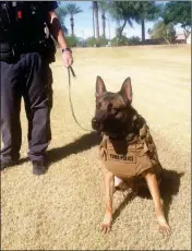  ?? Buy this photo at YumaSun.com PHOTO BY JAMES GILBERT/YUMA SUN ?? YUMA POLICE DEPARTMENT canines such as Brocko (left) will be as well protected as their human partners thanks to Desert Veterinary Clinic, which set up a donation fund that raised enough money to purchase three tactical K9 vests. They cost about $1,000...