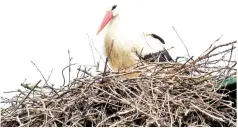  ?? — AFP photo ?? Klepetan, the male white stork.