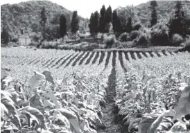  ??  ?? A tobacco field