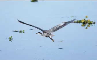  ?? Paul Chinn / The Chronicle 2016 ?? A heron flies along the surface of Rock Slough in Brentwood in 2016. A study released by the Bay Institute shows a dramatic decrease in river water levels flowing into the bay delta.