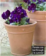 ?? ?? Pansies can last through to summer