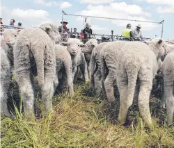  ??  ?? UNNECESSAR­Y AGONY: There are painless alternativ­es to mulesing that sheep farmers can use on lambs.