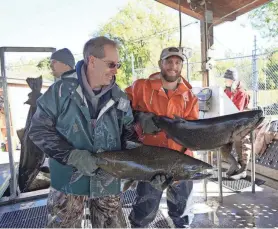  ?? PAUL A. SMITH ?? Richard DuBois (back left), Brad Eggold and Aaron Schiller handle chinook salmon while Cheryl Masterson (back right) records data Oct. 8 at the Root River Steelhead Facility in Racine. All are members of the Wisconsin Department of Natural Resources fisheries staff.