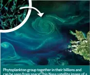  ??  ?? Phytoplank­ton group together in their billions and can be seen from space! This Nasa satellite image of a phytoplank­ton bloom in the Barents Sea was taken in 2018.