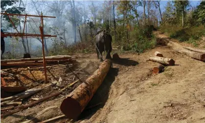  ?? Photograph: Soe Zeya Tun/Reuters ?? An elephant pulls a teak log in Myanmar. Highly coveted teak wood is used in luxury goods such as yachts, furniture and flooring.