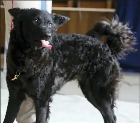  ?? AP PHOTO/JENNIFER PELTZ ?? Singe, a 2-year-old mudi, appears at a Westminste­r Kennel Club dog show preview news conference at Hudson Yards in New York, Thursday, June 16, 2022.