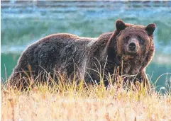  ?? Picture: AFP ?? BIG CHANGE: The grizzly bear made the endangered species list in 1975, when the population was down to 136. Now, in the “greater Yellowston­e ecosystem” there are 700 bears.