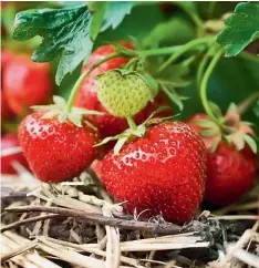  ??  ?? Strawberry growers are among those in the regions finding it hard to attract staff. Migrant workers should fill the gaps.