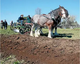  ?? MARK TAYLOR/FAIRFAX NZ ?? The Pirongia Clydesdale­s competitio­n is in its fourth year.