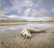  ?? Allen J. Schaben Los Angeles Times ?? DOZENS of animals died from the spill, including fish, a bottlenose dolphin, sea lions and various birds.