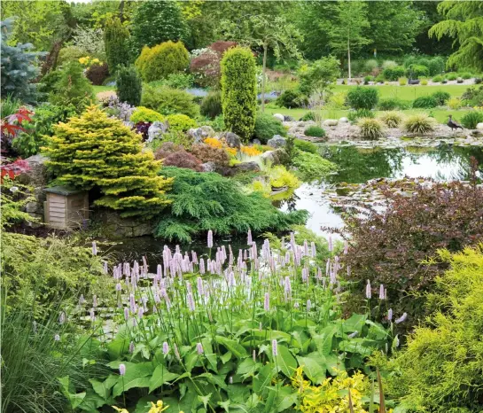  ??  ?? Der Blick über den Teich zum Steingarte­n wird von blühendem Schlangenk­nöterich (Polygonum) und Berberitze­n gesäumt.