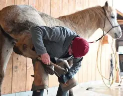  ??  ?? Technique. L’écrivain a aussi appris à ferrer un cheval.