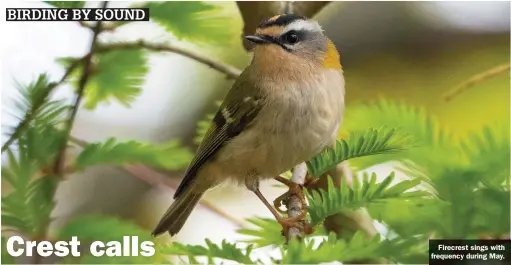  ?? ?? Firecrest sings with frequency during May.