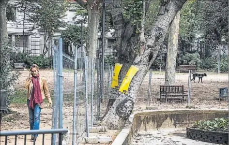  ?? XAVIER CERVERA ?? Los álamos blancos del estanque del Turó Park se inclinan de un modo muy inquietant­e