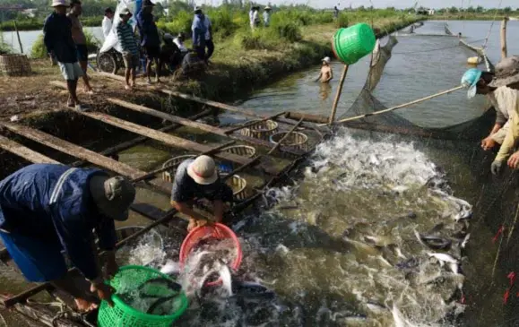  ?? FOTO IMAGEGLOBE ?? Viskwekeri­jen zoals hier in Vietnam leveren almaar meer vis door de toenemende vraag en overbeviss­ing.