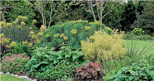  ?? ?? Euphorbias held pride of place in The Blue House garden in Amberley.