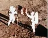  ?? ASSOCIATED PRESS / NASA ?? In this July 20, 1969, file photo, Apollo 11 astronauts Neil Armstrong and Edwin E. “Buzz” Aldrin, the first men to land on the moon, plant the U.S. flag on the lunar surface. The photo was made by a 16mm movie camera inside the lunar module, shooting at one frame per second.
