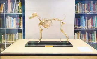  ??  ?? The skeleton of Belgrave Joe, the vaunted progenitor of the fox terrier breed, who died in 1888, is displayed at the museum.