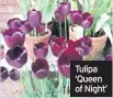  ??  ?? Tulipa ‘Queen of Night’