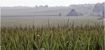  ?? Chicago Tribune file photo ?? Cornfields could dwindle as electric vehicles proliferat­e and demand for soybean oil grows.