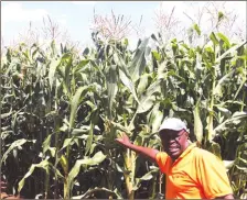  ??  ?? Command Agricultur­e has revolution­ised Zimbabwe’s agricultur­e and could thus boost the manufactur­ing sector which draws 65 percent of its raw materials from farm produce