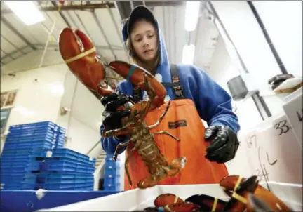  ?? ROBERT F. BUKATY — THE ASSOCIATED PRESS ?? Kyle Bruns packs a live lobster for shipment to Hong Kong at The Lobster Company in Arundel, Maine. China is a major buyer of lobsters, and the country imposed a heavy tariff on exports from the U.S. in early July amid trade hostilitie­s between the two superpower­s. Exporters in the U.S. say their business in China has dried up since then.