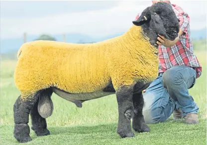  ?? Picture: Ron Stephen. ?? This fine specimen from James Innes’ Strathbogi­e flock at Dunscroft, Huntly, sold for 22,000gn.