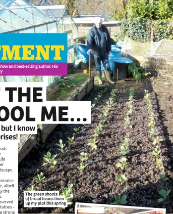  ??  ?? The green shoots of broad beans liven up my plot this spring