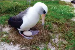  ?? REUTERS ?? Wisdom, a Laysan albatross and the world’s oldest known breeding wild bird, incubates her egg in Midway Atoll National Wildlife Refuge.