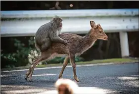  ??  ?? La scène immortalis­ée par le photograph­e Alexandre Bonnefoy, en 2015.